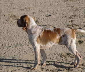 Bracco italiano, piasek, Wyżeł włoski krótkowłosy