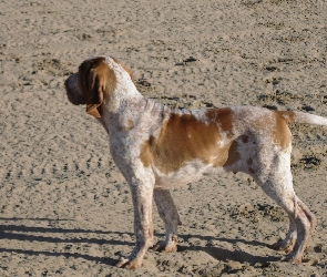 Wyżeł włoski krótkowłosy, piasek, Bracco italiano