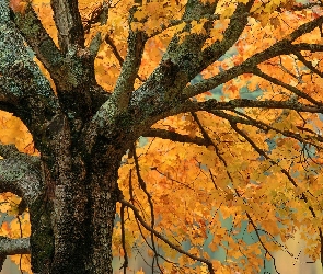 Jesień, Drzewo
