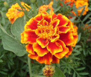 Aksamitka rozpierzchła, Tagetes patula