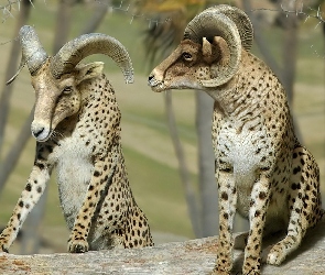 Gepardy, Kozice