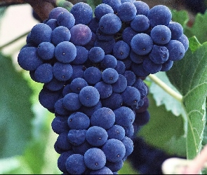Ciemnych, Liście, Zielone, Winogron, Grono