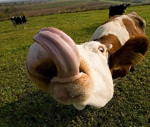 Pastwisko, Jęzor, Krowa
