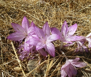 Kwiaty, Zimowita