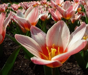 Tulipany, Holenderskie