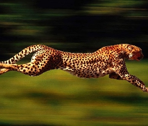 Gepard, Cętki
