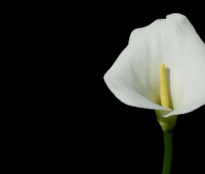 Białej, Kalii, Kwiat