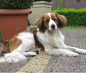 Płochacz holenderski, donice, Kooikerhondje