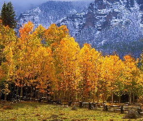 Las, Jesień, Gór, Drzewa, Szczyty, Żółte