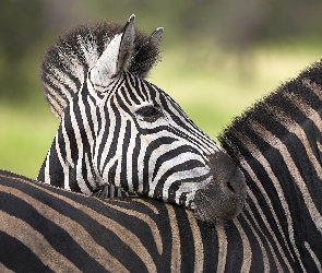 Pasy, Zebra