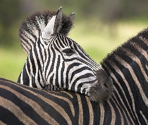 Zebra, Pasy