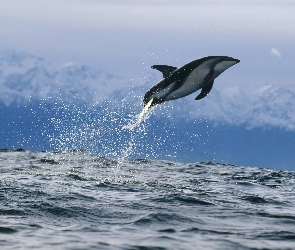 Delfin, Skok