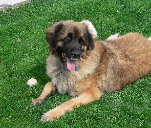 Leonberger, piłeczka