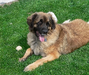 piłeczka, Leonberger