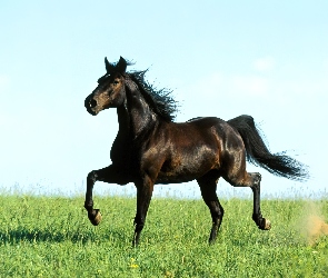 Zielona łąka, Czarny Koń