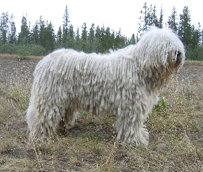 biały, Komondor