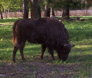 Żubr, kamienie, trawa