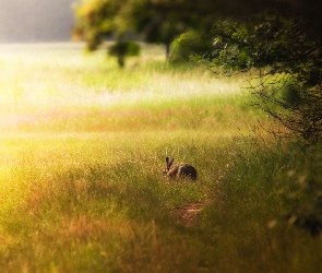 Zając, Łąka, Trawa