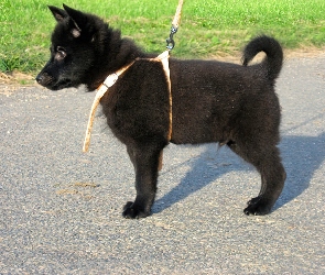 Szczeniak, szelki, Schipperke