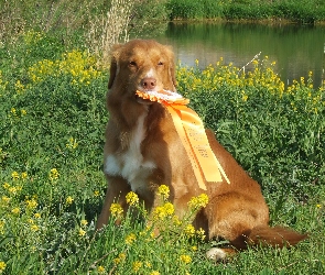 Retriever z Nowej Szkocji, medal