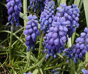 Zielone, Łodygi, Szafirek