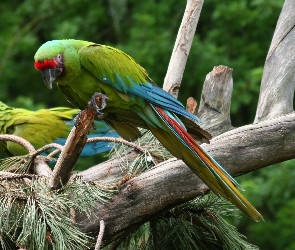 Modrolotki czerwonoczelne, Papugi