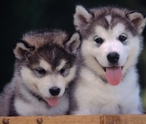 Szczeniaki, Alaskan Malamute