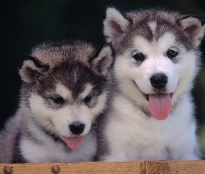 Alaskan Malamute, Szczeniaki