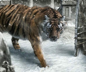 Śnieg, Zima, Tygrys