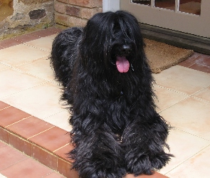 Briard, Czarny