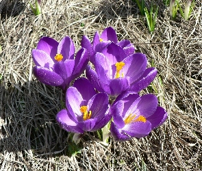 Fioletowe, Krokusy