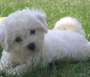 Bichon frise, trawa