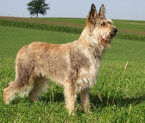 Berger de Picardie, Berger Picard, Owczarek pikardyjski
