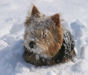 Norwich terrier, śnieg