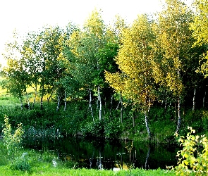 Bagno, Brzoza, Staw