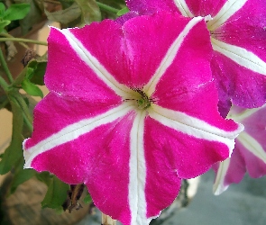 Dwukolorowa, Petunia ogrodowa