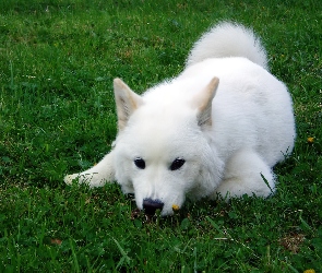 trawa, zielona, biały, Samojed