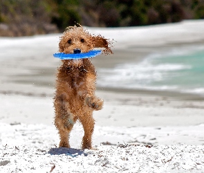 Frisbee, Zabawa, Pies