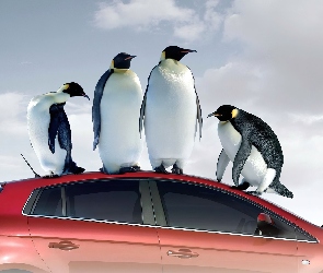 Samochód, Pingwiny