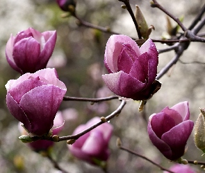 Drzewo, Magnolia, Kwitnące