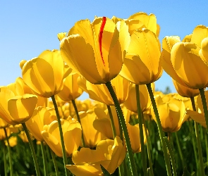Żółte, Uprawa, Tulipany