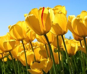 Tulipany, Uprawa, Żółte
