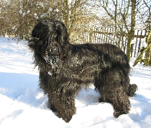 Briard, Futrzak