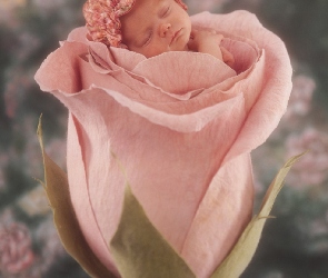 Kwiat, Dziecko, Róży