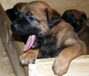 Owczarek belgijski Malinois, mordka, słodka