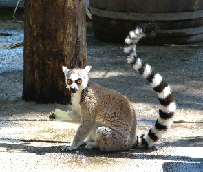 Kapusta, Lemur katta