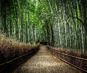 Las, Droga, Japonia, Bambusowy