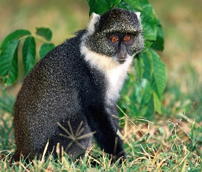 Małpa, lemur