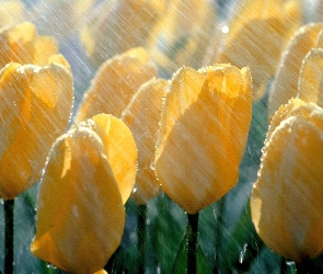 Tulipany