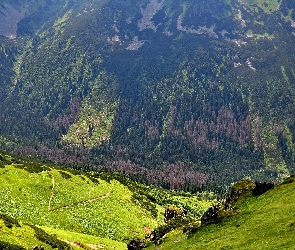 Góry, Zbocze, Polska, Karpaty